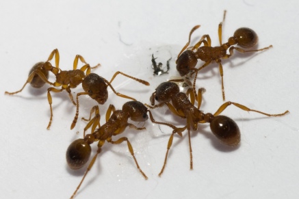 Уничтожение муравьев   в Жуковке 